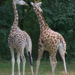 185 Joseph Neuwirth_Nature SALON COLOR_Inquiring giraffes_8 Honorable Mention