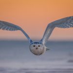 3-Snow Owl in Morning Flight_ Sasa Lin