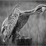 117 John Young_All Things Considered SALON MONOCHROME_Preening Pelican_Honorable Mention