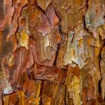 201 Lee Hoffman_All Things Considered ADVANCED COLOR_tree trunk_Honorable Mention