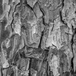 201 Lee Hoffman_All Things Considered ADVANCED MONOCHROME_tree trunk_Honorable Mention