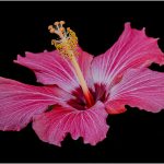 256 Jan Nazalewicz_All Things Considered SALON COLOR_Hibiscus_Honorable Mention