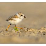277 Nancy PanicucciRoma_All Things Considered ADVANCED COLOR_Piping Plover Chick_Honorable Mention