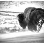 277 Nancy PanicucciRoma_All Things Considered ADVANCED MONOCHROME_Winter in Yellowstone_Honorable Mention