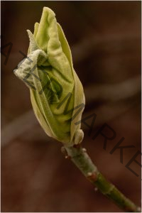 117 John Young_Our Natural World SALON COLOR_Spring Bud_Honorable Mention