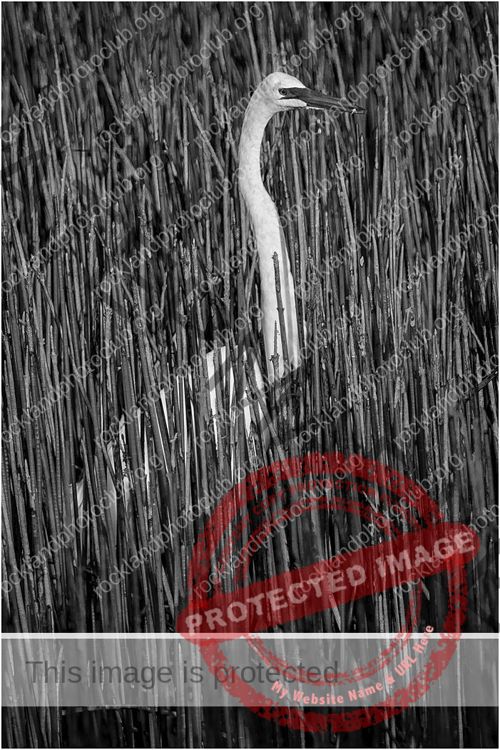 117 John Young_Our Natural World SALON MONOCHROME_Among the Reeds_Award