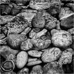 117 John Young_Our Natural World SALON MONOCHROME_Underwater Stones_Honorable Mention
