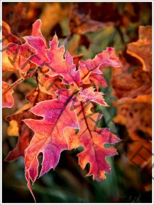 185 Joseph Neuwirth_Our Natural World SALON COLOR_Red oak leaves_Honorable Mention
