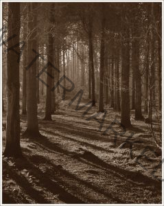 185 Joseph Neuwirth_Our Natural World SALON MONOCHROME_Morning in the forest_Honorable Mention
