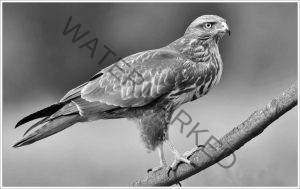 185 Joseph Neuwirth_Our Natural World SALON MONOCHROME_The evening hawk_Honorable Mention