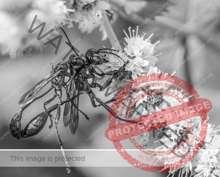 253 Csaba Vadasz_Our Natural World ADVANCE monochrome_  Ichneumonidae's spring