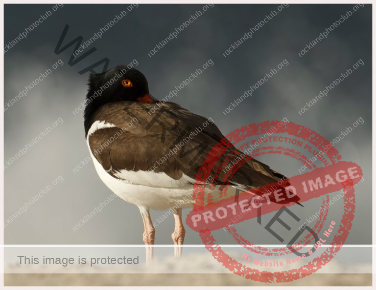 277 Nancy PanicucciRoma_Our Natural World ADVANCED COLOR_Oyster Catcher Early Morning Staying Warm_Award