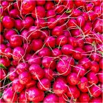 117 John Young_Markets COLOR Members Open Critique_Red Radishes_None