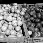 117 John Young_Markets MONOCHROME Members Open Critique_Yellow and Red Potatoes_None