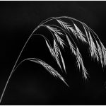 264 Ami Zohar_All Things Considered ADVANCED MONOCHROME_Dry Grass