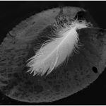 264 Ami Zohar_All Things Considered ADVANCED MONOCHROME_Floating Feather
