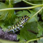 275 James Wanamaker_All Things Considered BEGINNER COLOR_Monarch Caterpillar