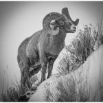 165 Colette Cannataro_All Things Considered Square Crop SALON MONOCHROME_Big Horn Sheep