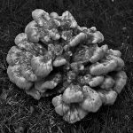 247 John Luongo_All Things Considered Square Crop ADVANCED MONOCHROME_Mushroom