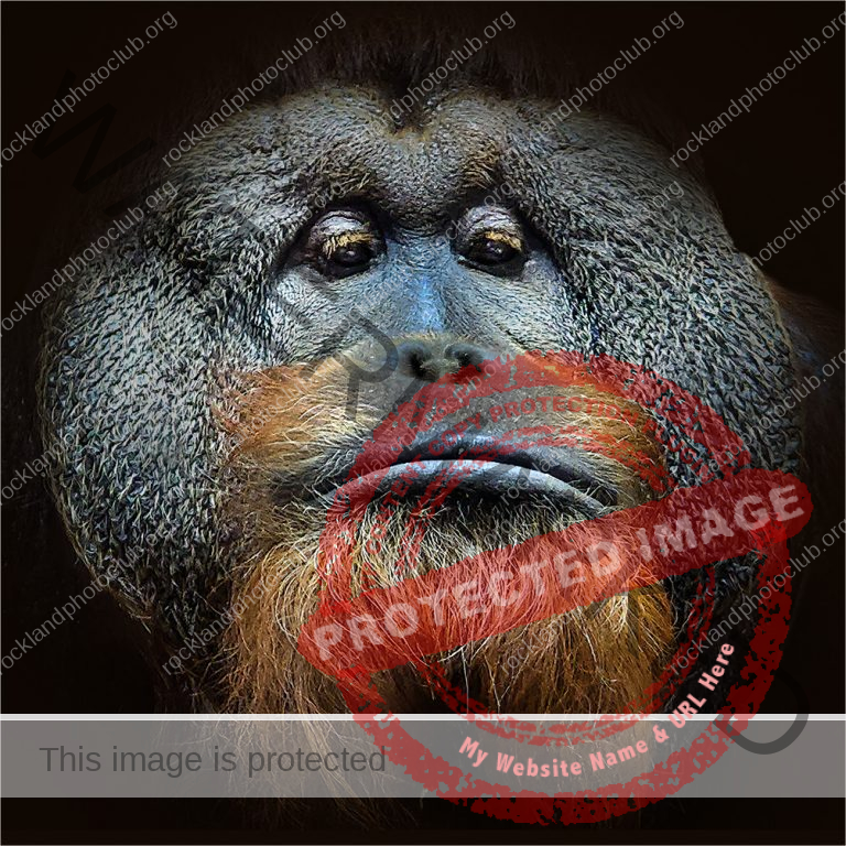 262 Linda Kontos_All Things Considered Square Crop ADVANCED COLOR_Orangutan