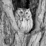 273 Michele Chiaia_All Things Considered Square Crop BEGINNER MONOCHROME_Owl