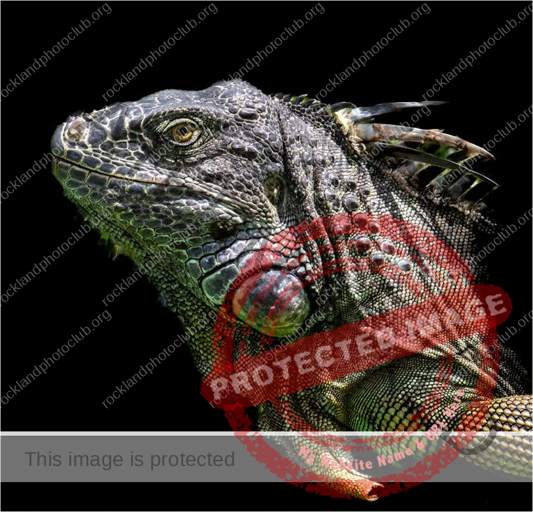 300 Gedalya Rapoport_All Things Considered Square Crop ADVANCED COLOR_Green iguana