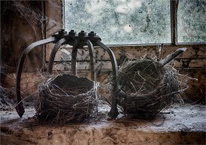 105 Pam Grafstein_Still Life SALON COLOR_Nests_Honorable Mention