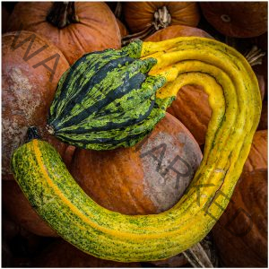 256 Jan Nazalewicz_Still Life SALON COLOR_Colorful Gourds_Honorable Mention