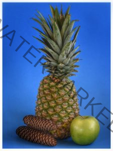 304 Tom McGrath_Still Life ADVANCED COLOR_Pineapples_Honorable Mention