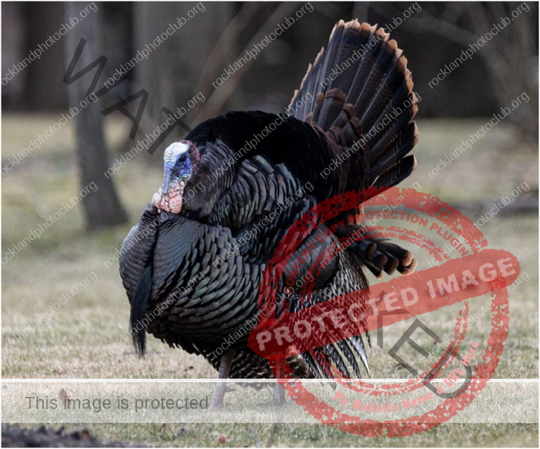 275 James Wanamaker_All Things Considered BEGINNER COLOR_Turkeys on the move !_Award
