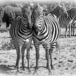 300 Gedalya Rapoport_All Things Considered ADVANCED MONOCHROME_Safari Adventure_Honorable Mention