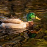 304 Tom McGrath_All Things Considered ADVANCED COLOR_Bronx Duck_Honorable Mention