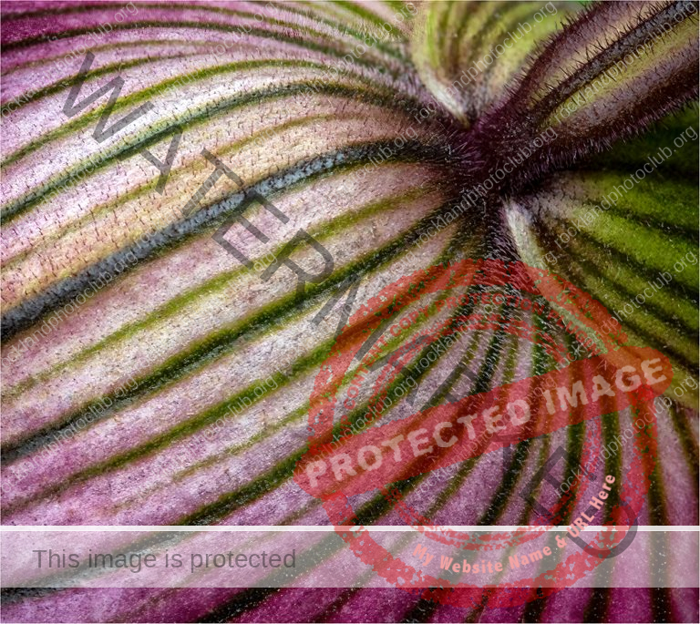 105 Pam Grafstein_Macro and Closeup SALON COLOR_Behind the Orchid_Award