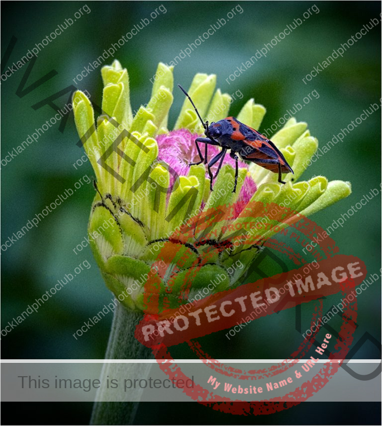 105 Pam Grafstein_Macro and Closeup SALON COLOR_Milkweed Bug on Zinnia_Award