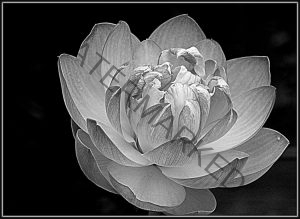 207 Betty Forkin_Macro and Closeup SALON MONOCHROME_Raindrops On Petals_Honorable Mention