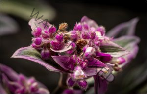 275 James Wanamaker_Macro and Closeup BEGINNER COLOR_African Violet_Honorable Mention