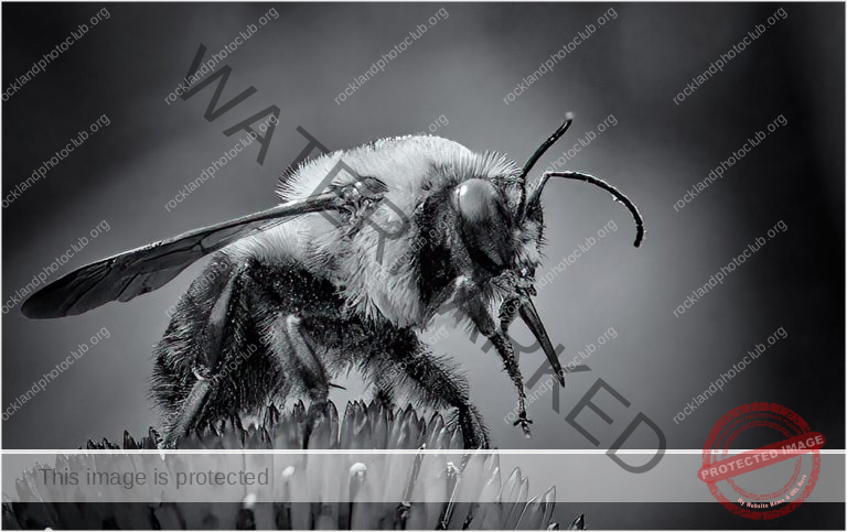 Subhra Bhattacharya_Macro and Closeup ADVANCED MONOCHROME_Bee Feeding_Award