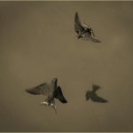 117 John Young_All Things Considered I SALON MONOCHROME_Starlings over Pond_HM