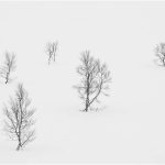 165 Colette Cannataro_All Things Considered I SALON MONOCHROME_Five Trees in Winter_HM