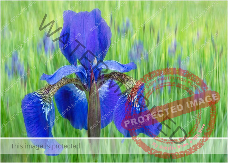 182 Lori Henderson_All Things Considered I SALON COLOR_Wild Iris in the Field_Award