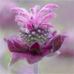 182 Lori Henderson_All Things Considered Square Crop SALON COLOR_Misty Bee Balm_Second Place