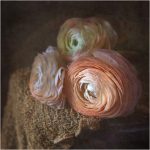 182 Lori Henderson_All Things Considered Square Crop SALON COLOR_Morning Light on Ranunculus_Second Place