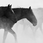 253 Csaba Vadasz_All Things Considered Square Crop ADVANCED MONOCHROME_Wild horses of Kappadocia I._Second Place