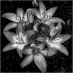 275 James Wanamaker_All Things Considered Square Crop ADVANCED MONOCHROME_Asiatic Lily_Second Place