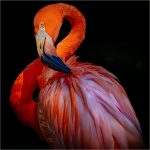 300 Gedalya Rapoport_All Things Considered Square Crop SALON COLOR_Flamingo_Second Place