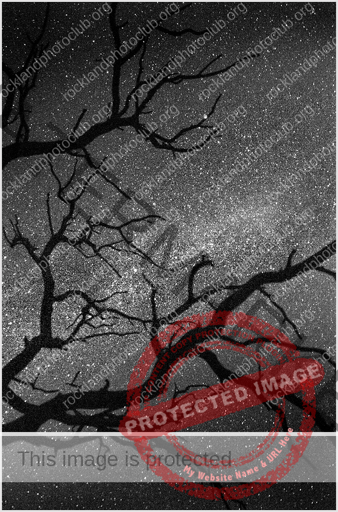 123 Mike Iuzzolino_Silhouettes and Shadows SALON MONOCHROME_Star Gazing Under a Tree_First Place