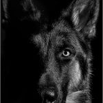 261 Peter Kontos_Silhouettes and Shadows ADVANCED MONOCHROME_Hudson on Alert_Second Place