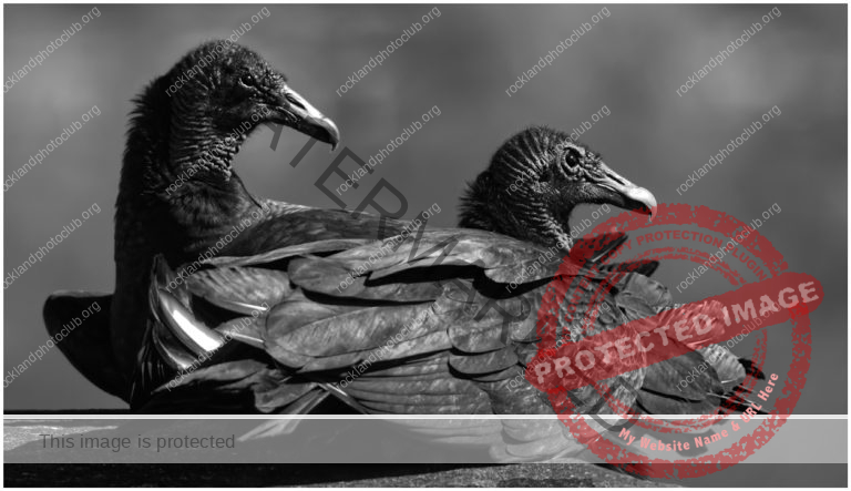 264 Ami Zohar_All Things Considered II ADVANCED MONOCHROME_Black Vultures Resting_Award