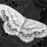 105 Pam Grafstein_Animals SALON MONOCHROME_White Moth_Honorable Mention