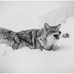 165 Colette Cannataro_Animals SALON MONOCHROME_Coyote with Vole Lunch_Honorable Mention